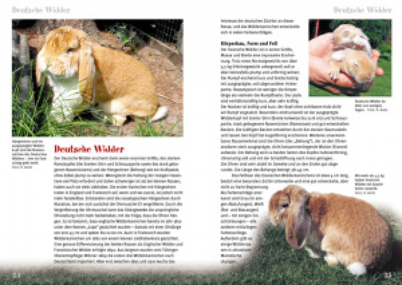 Rassekaninchen